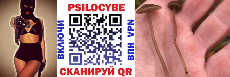 дарнет шоп  Новое Девяткино  Псилоцибиновые грибы Psilocybe 